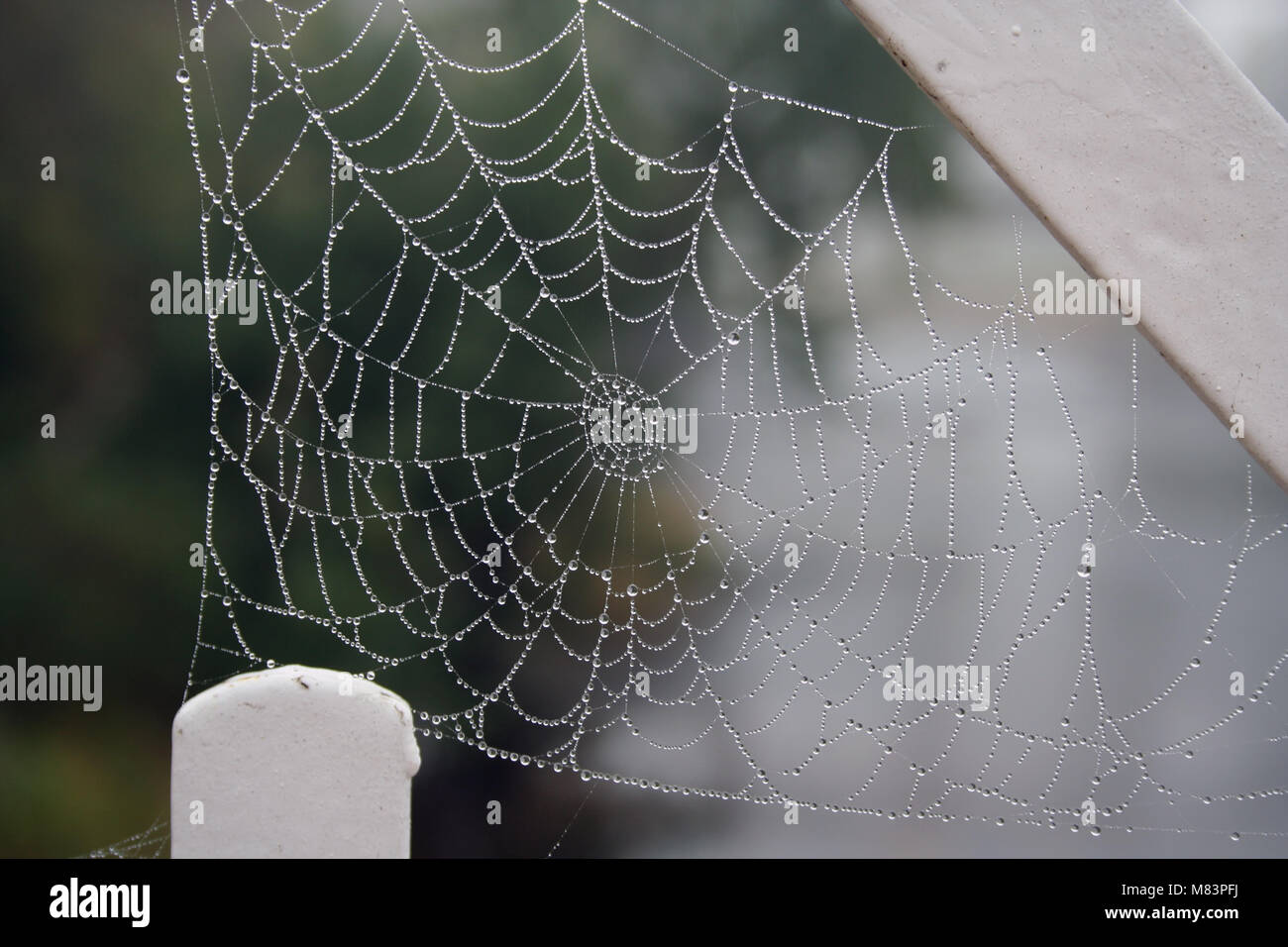 A Spider web with dew morning scene Stock Photo