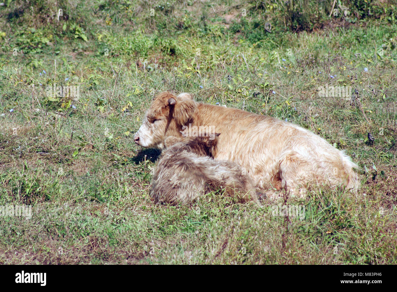 A Highland cow and calf in a pasture Stock Photo - Alamy