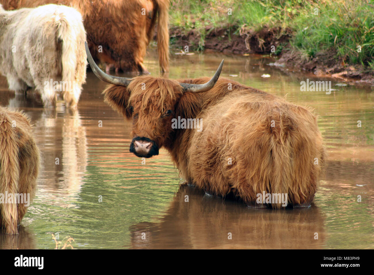 A Highland cow in the water Stock Photo - Alamy