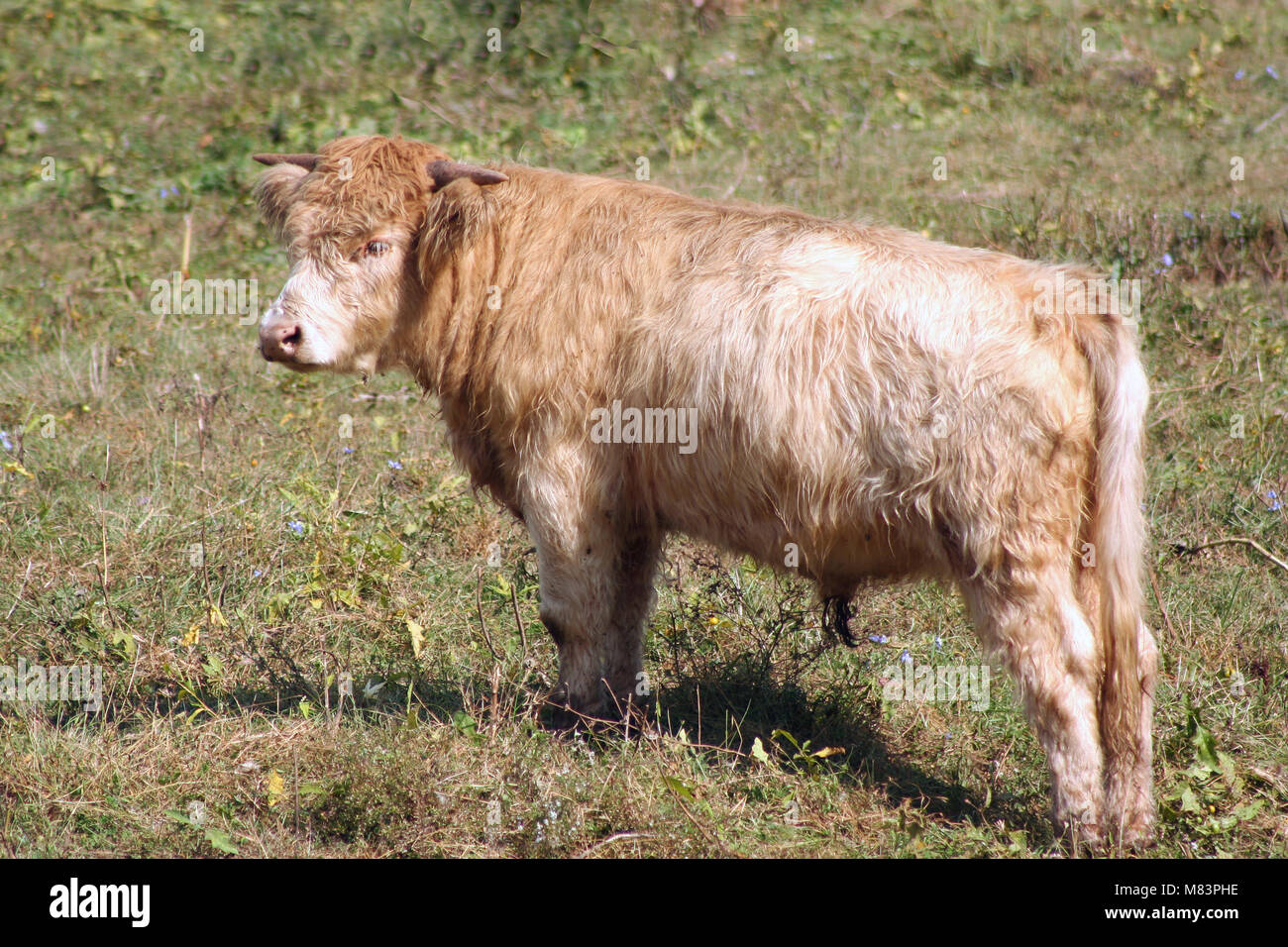 A Highland cow in a green pasture Stock Photo - Alamy