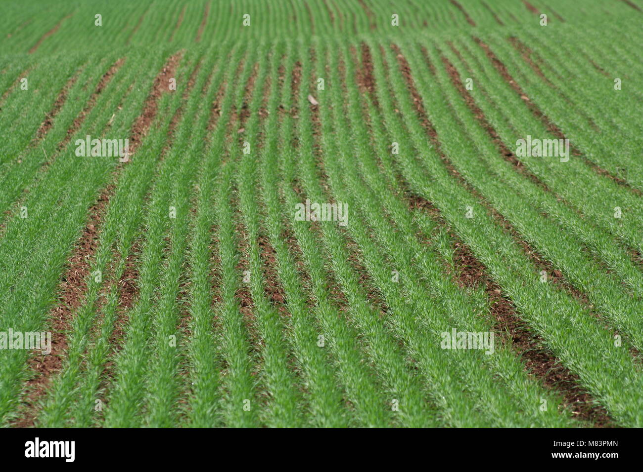 Planted rows of new grass in a field Stock Photo