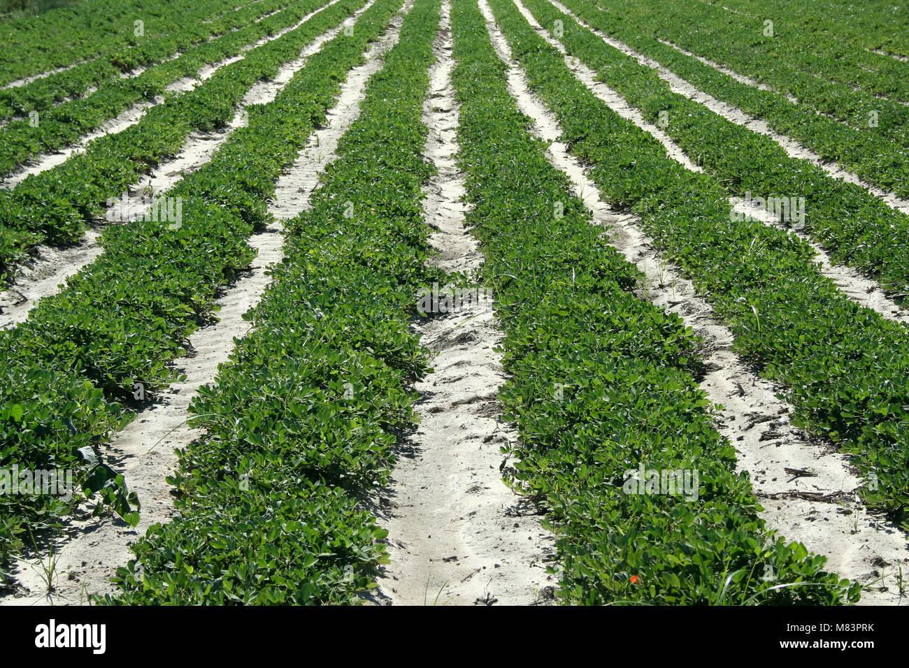 Some Rows of crops in a field Stock Photo