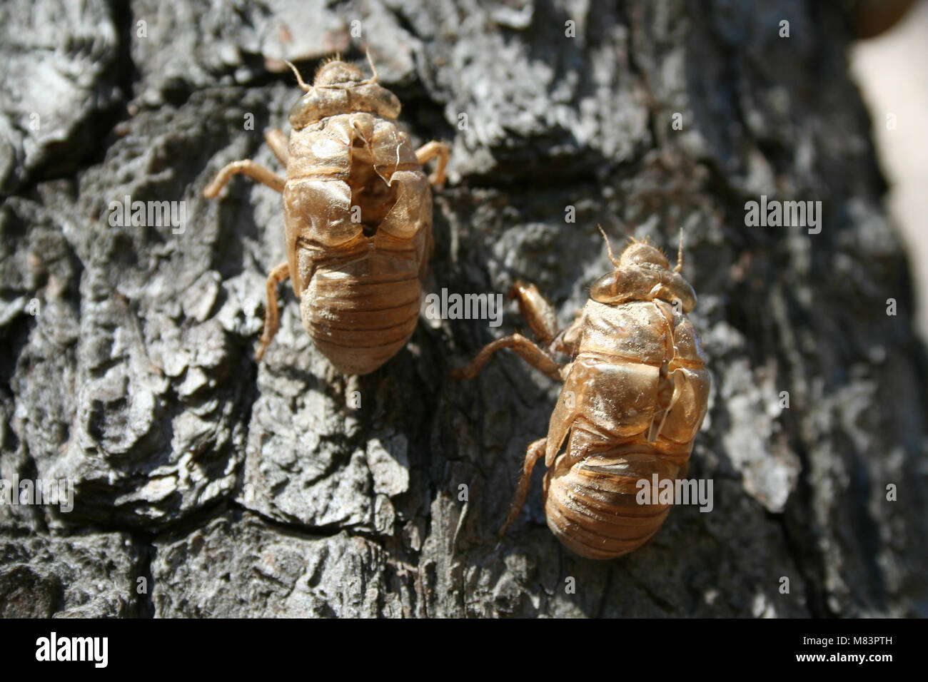 Two Cicada Shells on a tree Stock Photo