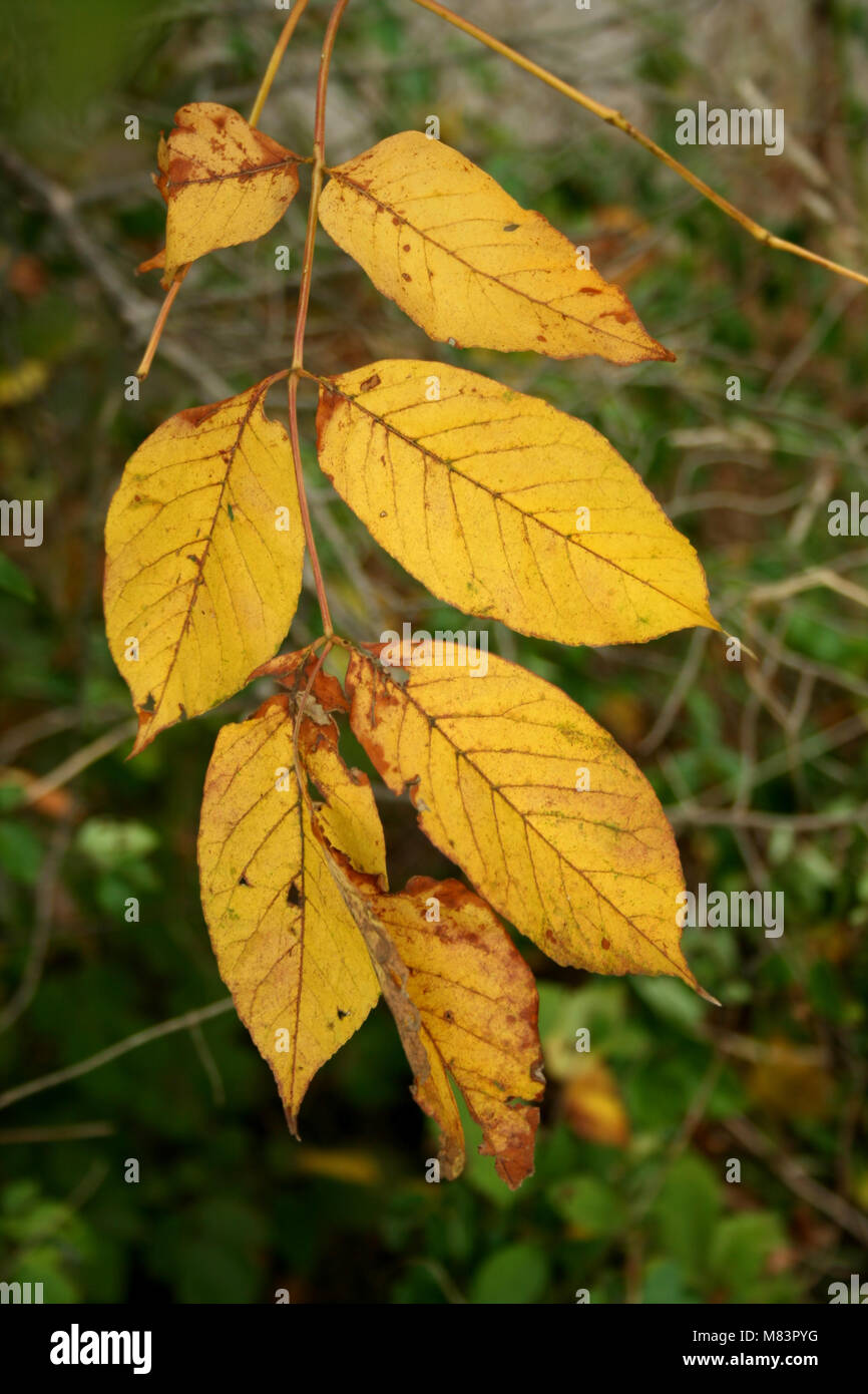 Some Yellow Fall Leaves on a tree branch Stock Photo - Alamy
