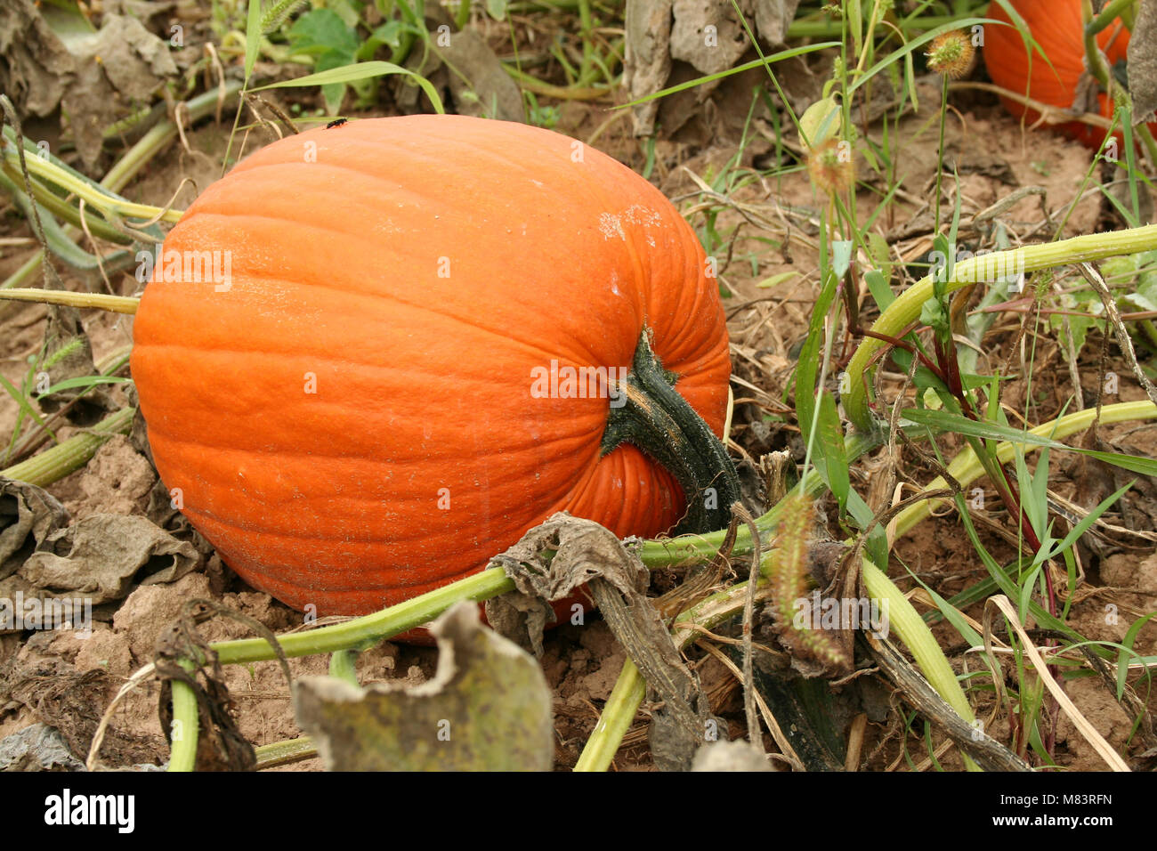 Pumpkin in the field ready for picking Stock Photo - Alamy