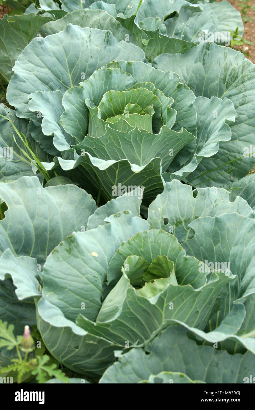 Row of Cabbage ready to pick on the farm Stock Photo Alamy