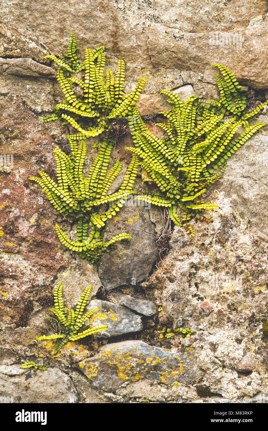 Ferns growing out of a stone wall Stock Photo