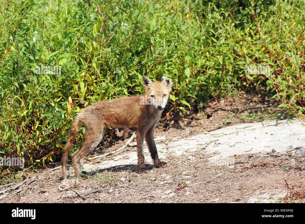 a Fox with Mange in the woods Stock Photo Alamy