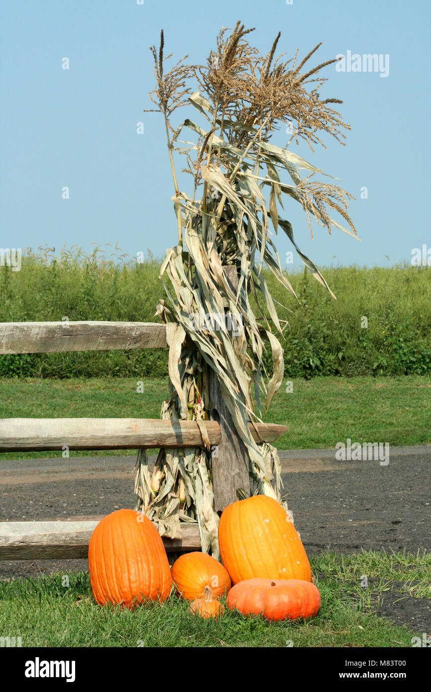 A bunch of Pumkins and a corn stalk Stock Photo