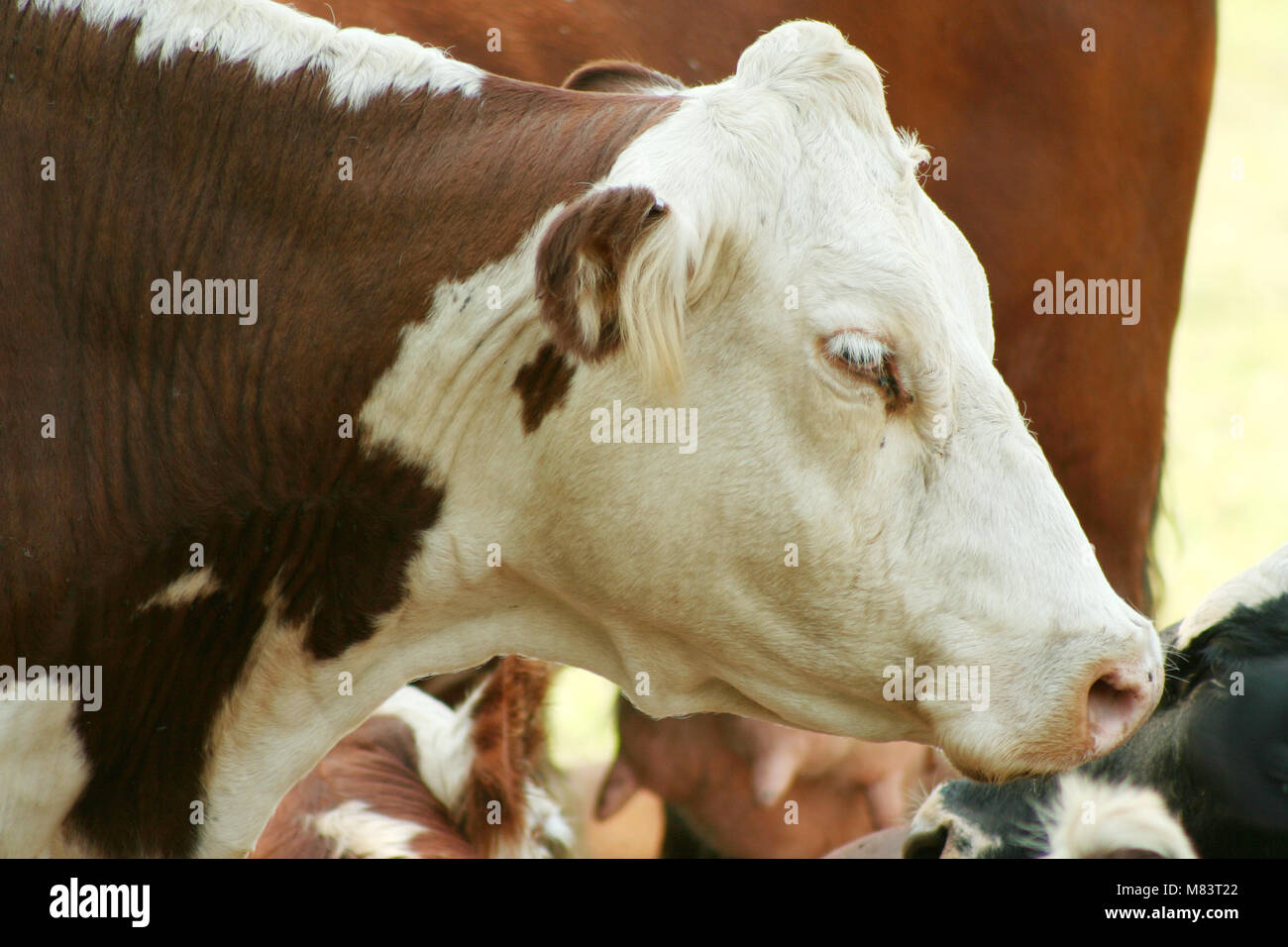 Cow in a pasture Stock Photo - Alamy