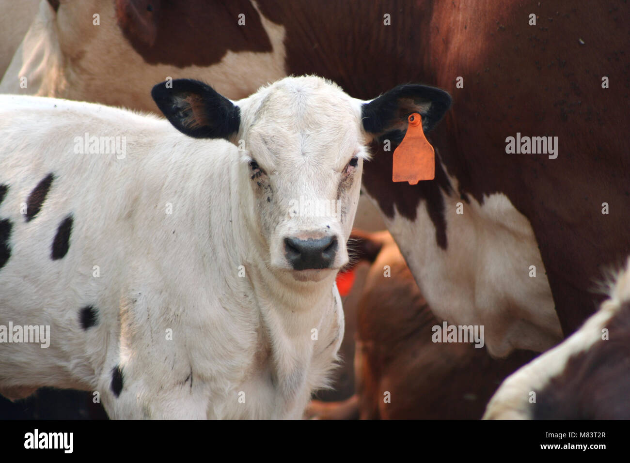 Calf in a pasture Stock Photo - Alamy