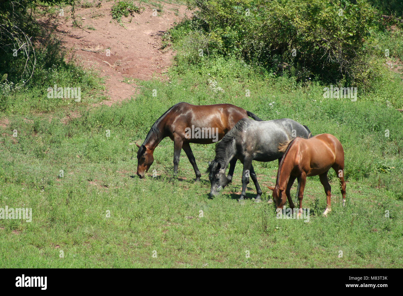 Three horses on a hillside grazing Stock Photo