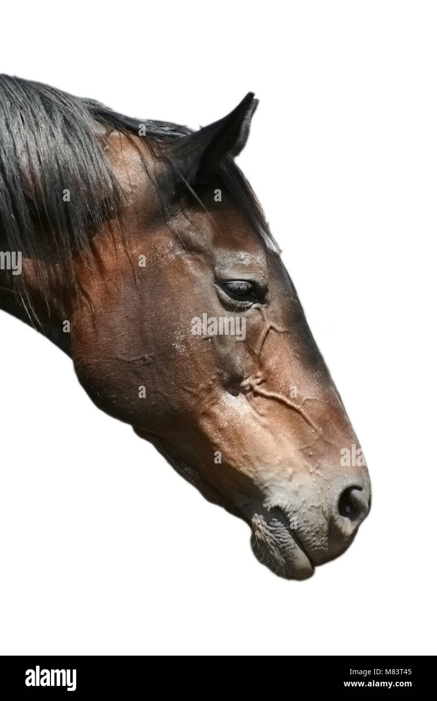 Horses Cut Out Stock Images & Pictures Alamy