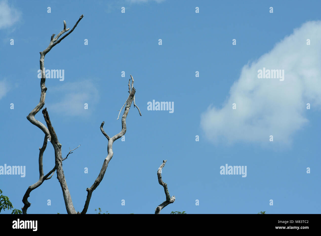 Dead Tree limbs against a blue sky Stock Photo