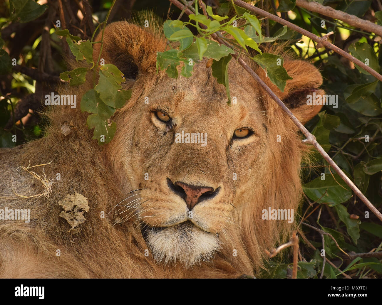 Lion close up portrait looking into camera, Maasai Mara, Kenya Stock Photo