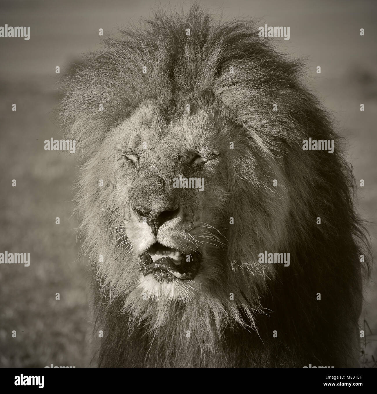 Morning light falling on to lion's face, with his eyes closed, Maasai Mara, Kenya Stock Photo