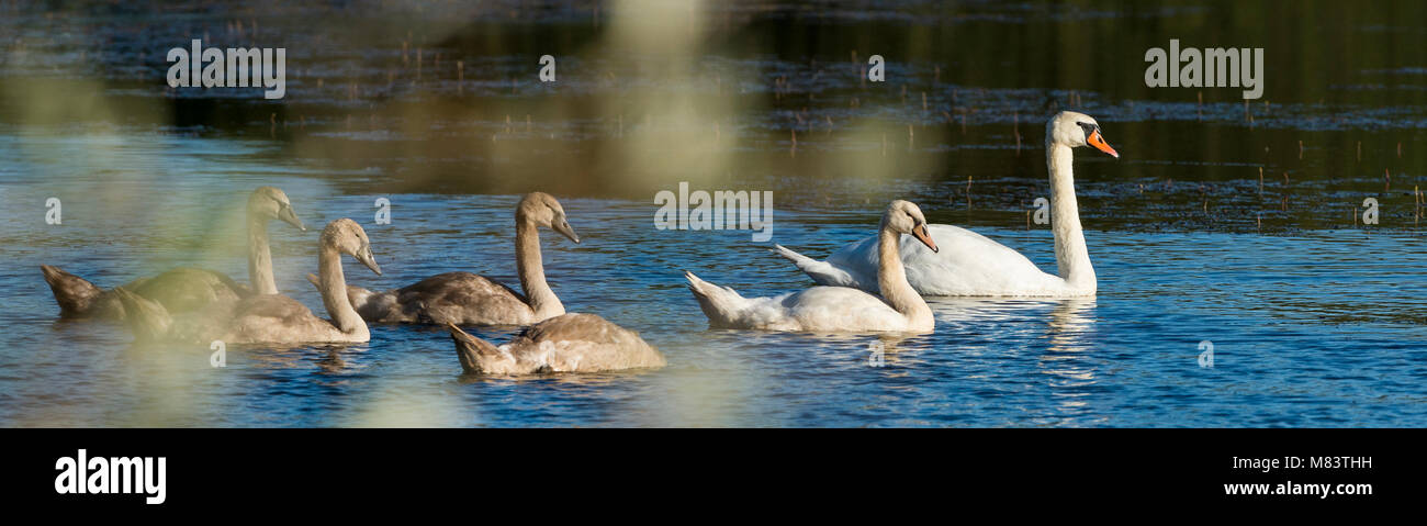 Family of mute swans panorama, the juveniles following the mother swan at parc naturel de la brenne Stock Photo