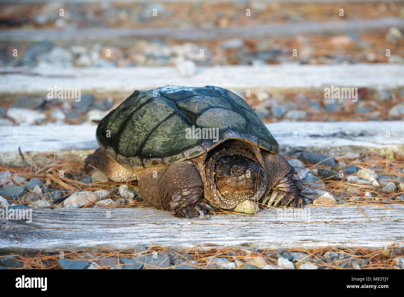 Snapping Turtle (Chelydra serpentina) at Pondicherry Wildlife Refuge