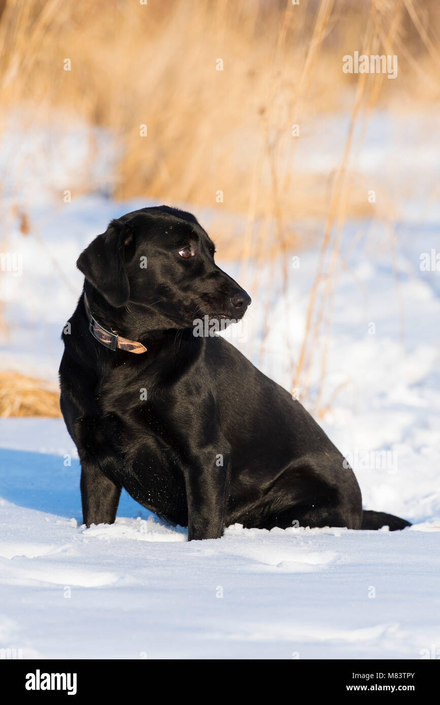 A Black Labrador Retriever retrieving a shed antler from a Whitetailed ...