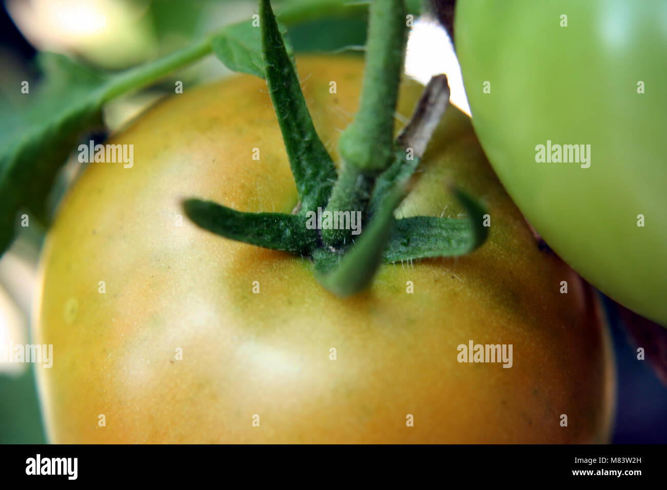 a tomatoe turning red on the vine Stock Photo Alamy