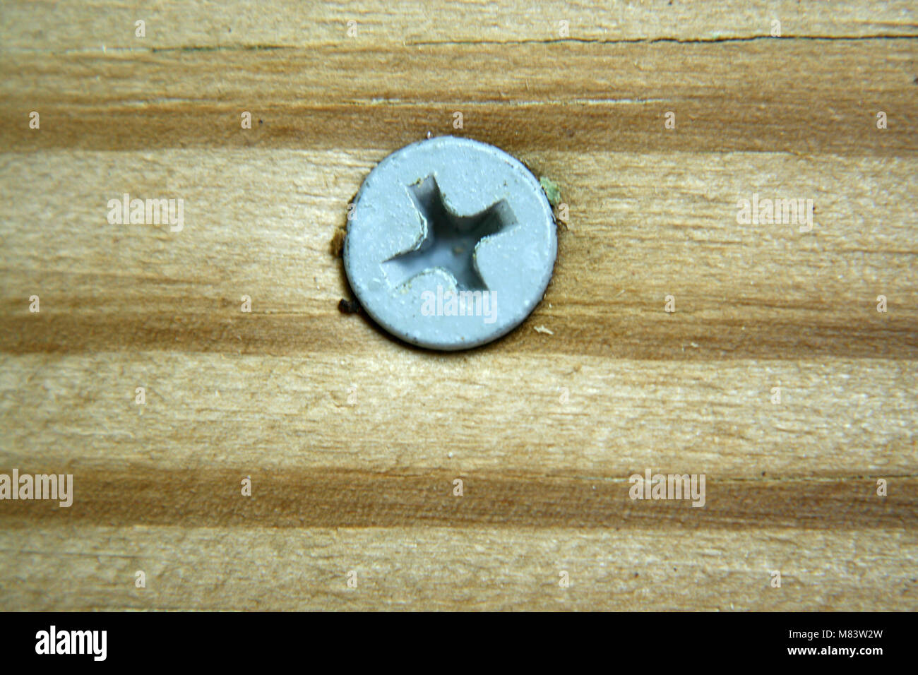 New Wood Screw in a new piece of pressure treated wood. Stock Photo