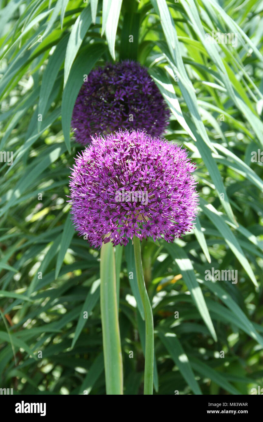an image of a purple flower in a garden Stock Photo - Alamy