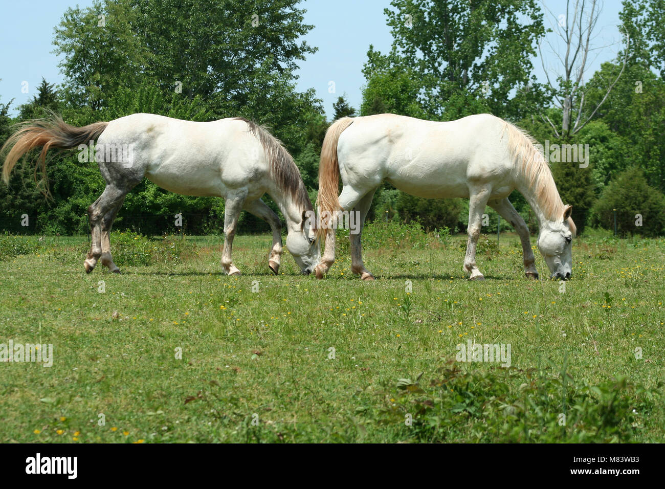 an image of two white horses Stock Photo Alamy