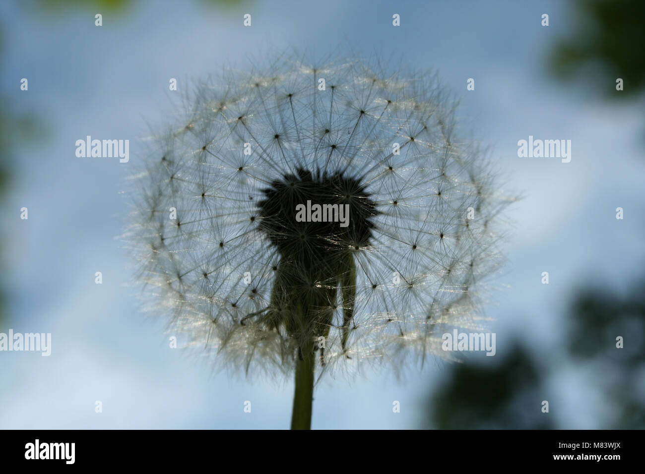 An image of a Dandelion clock Stock Photo - Alamy