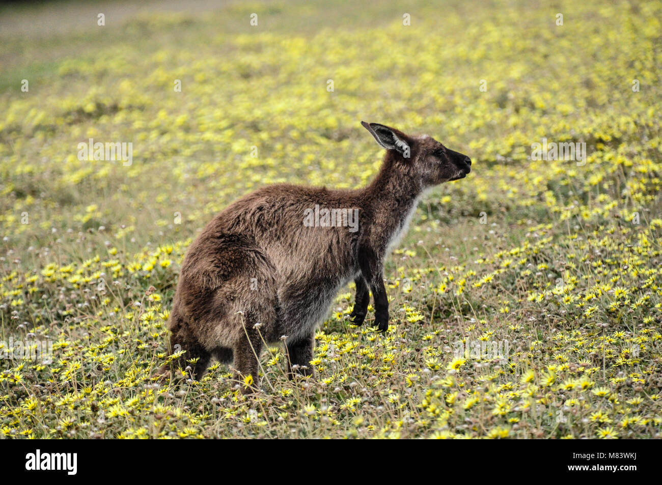 Kangaroo standing in a meadow with yellow flowers, Kangaroo Island