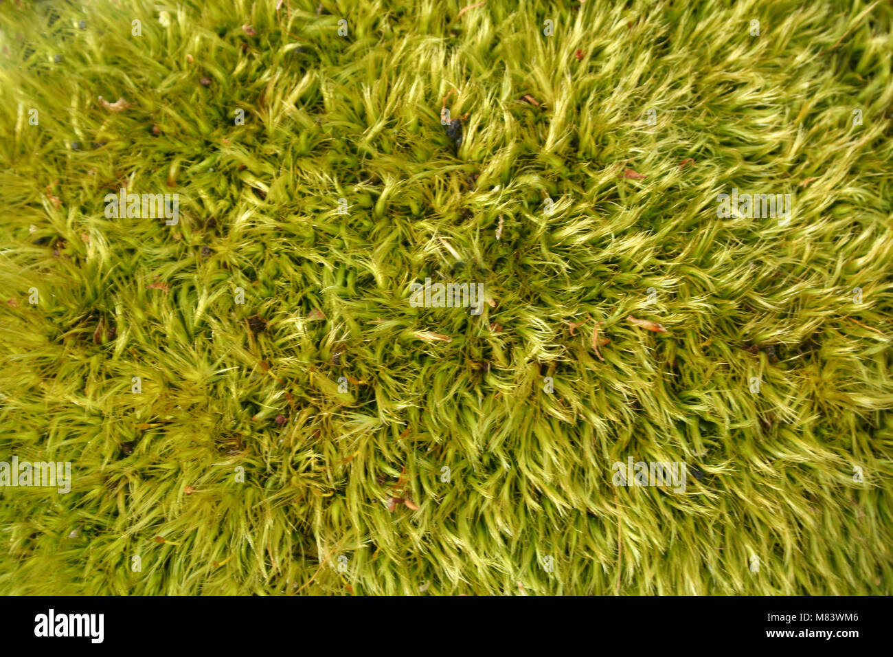 Moss image hi-res stock photography and images - Alamy