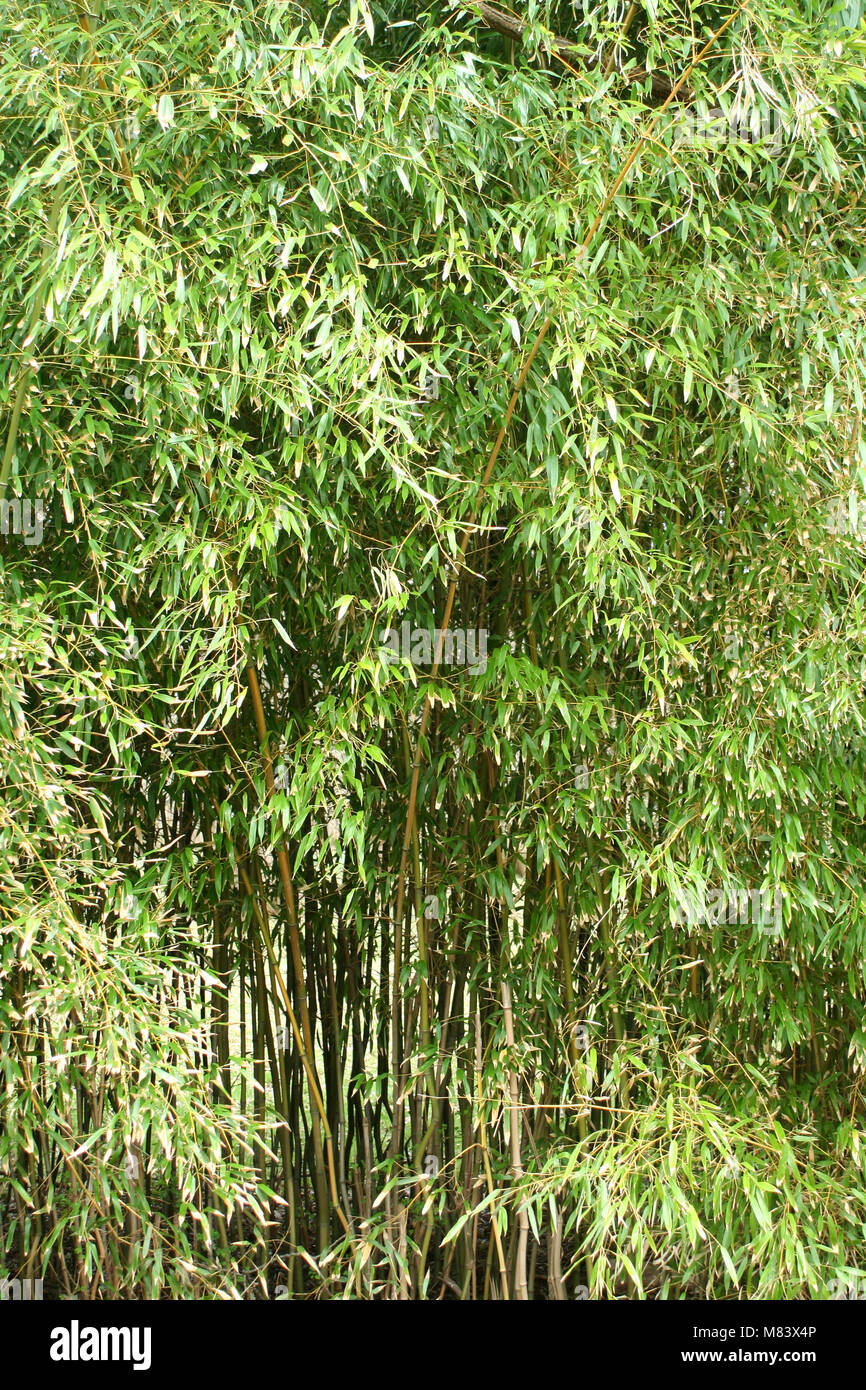 A bamboo tree background Stock Photo