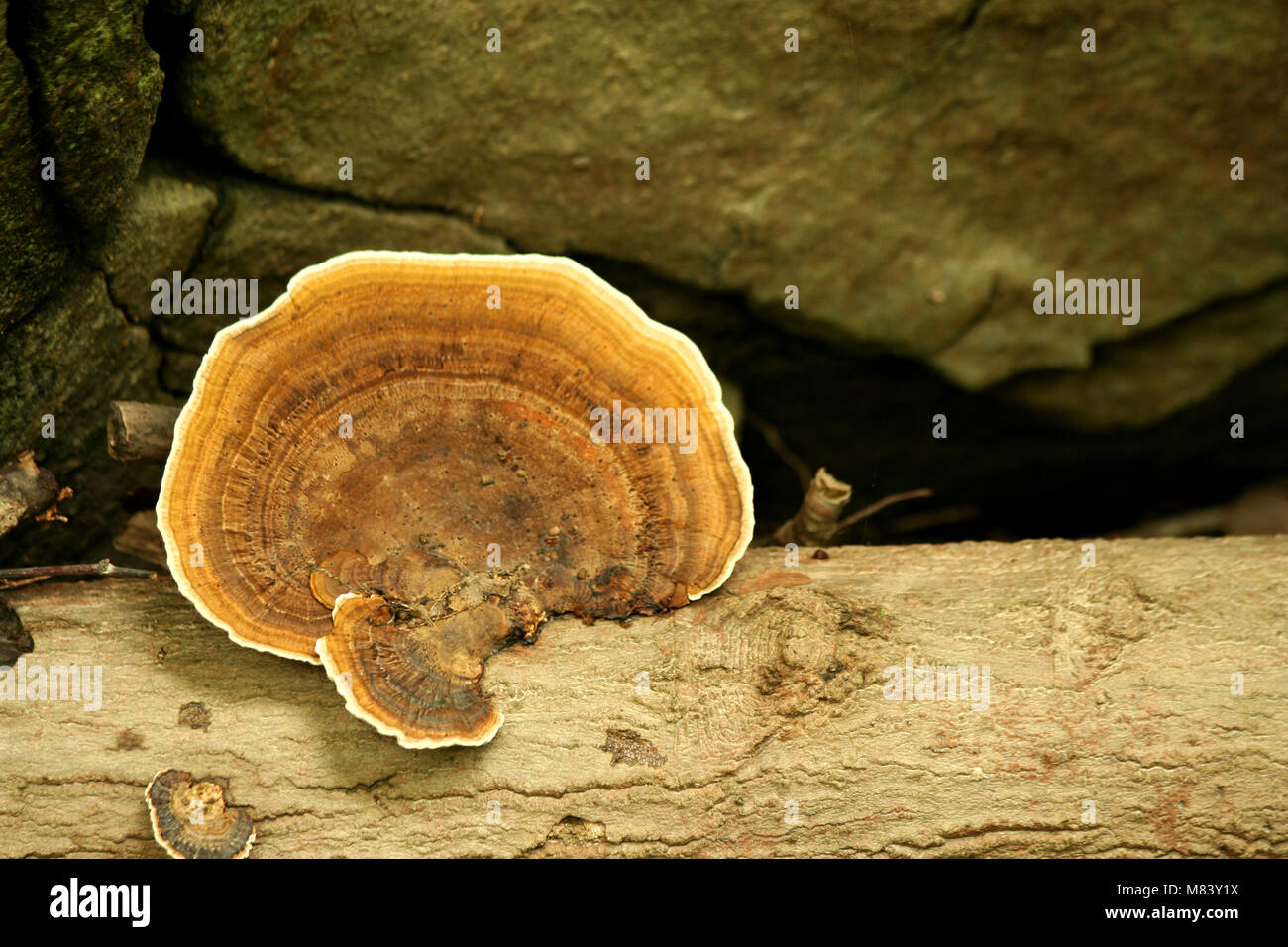 A Mushroom on a tree Stock Photo
