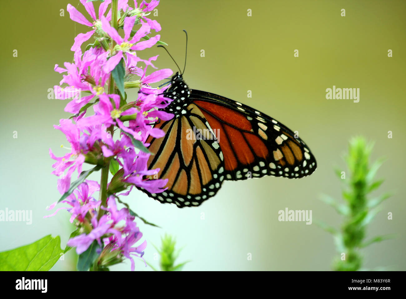 Monarch butterfly feeding on a flower Stock Photo - Alamy