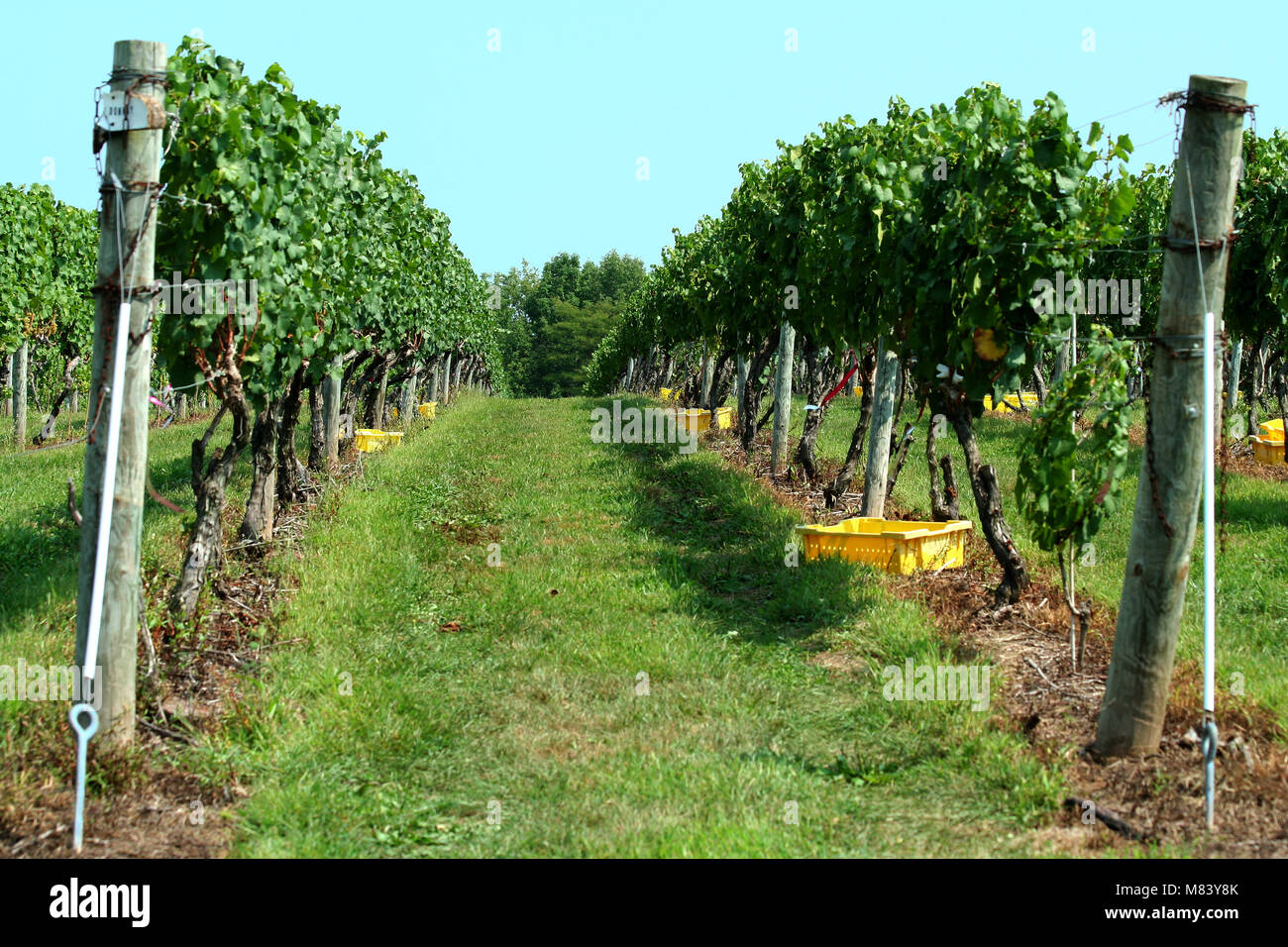 Row of grapes at a vinyard Stock Photo