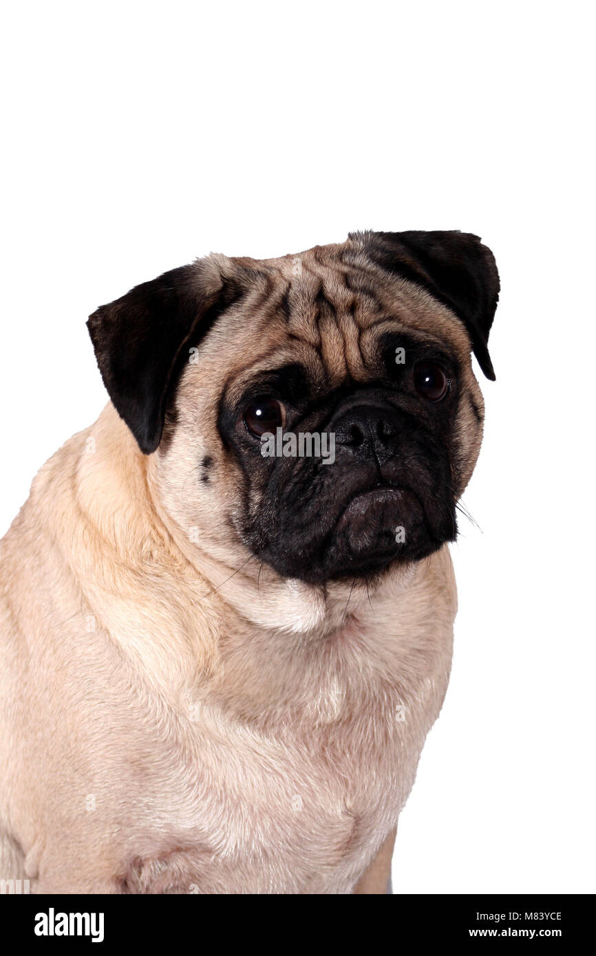 A Isolated Pug dog on white Stock Photo - Alamy
