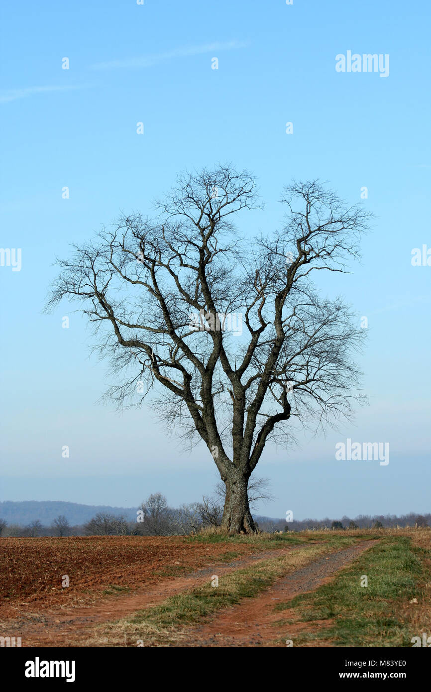 A Single tree in a field Stock Photo - Alamy