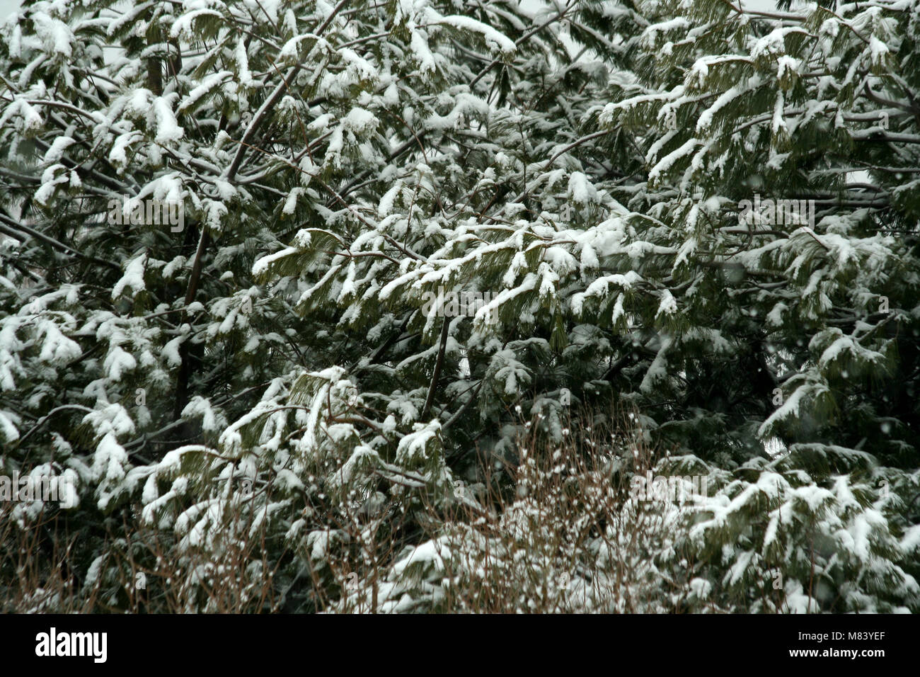 A Snow covered pine tree Stock Photo - Alamy
