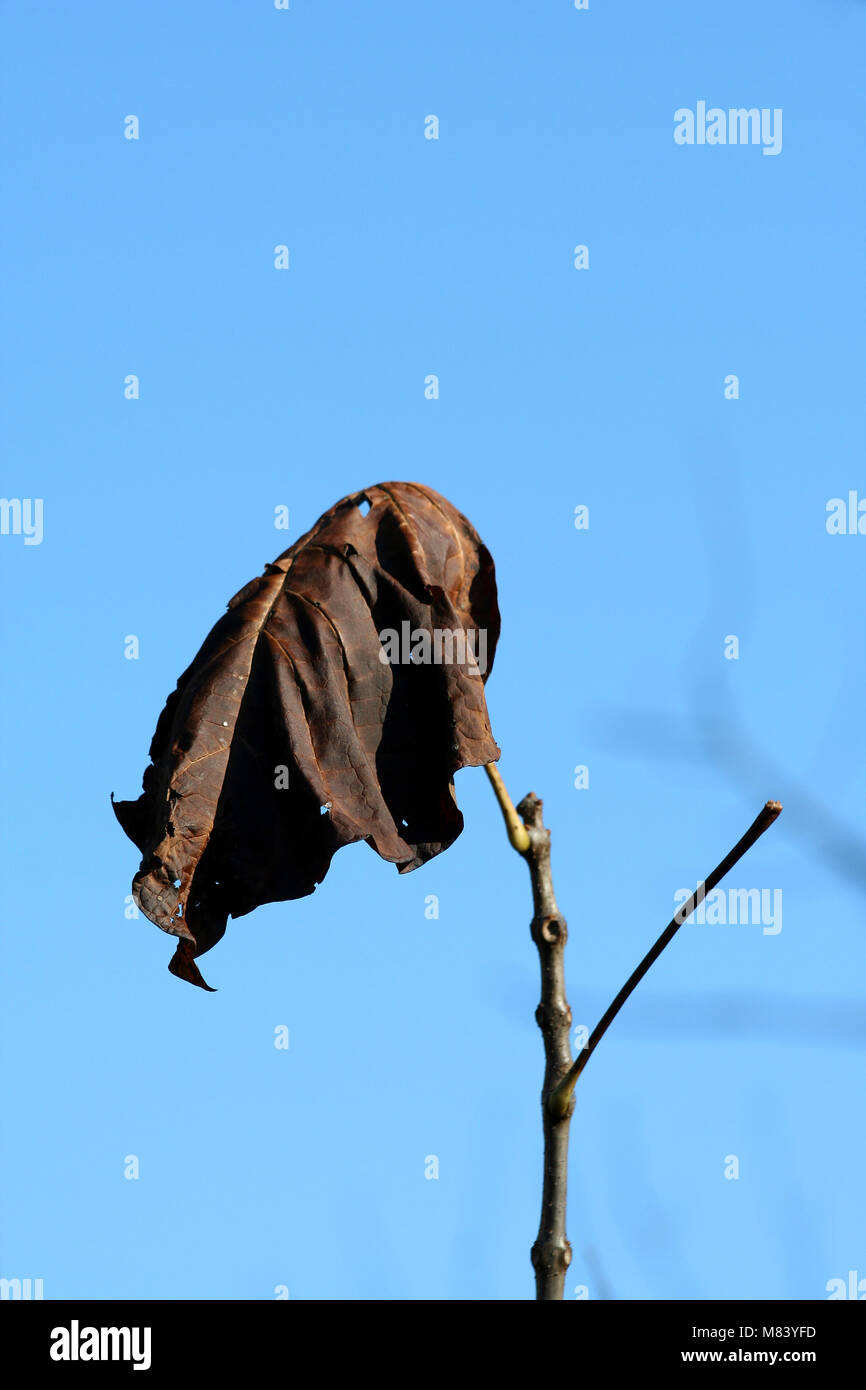 Dead leaf on a branch on blue sky Stock Photo