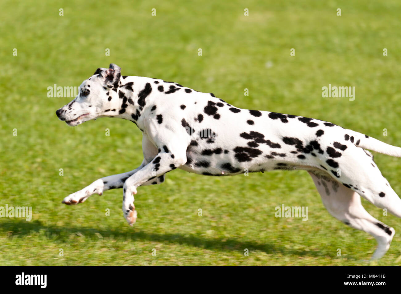 Dog on a Dog Race Stock Photo - Alamy