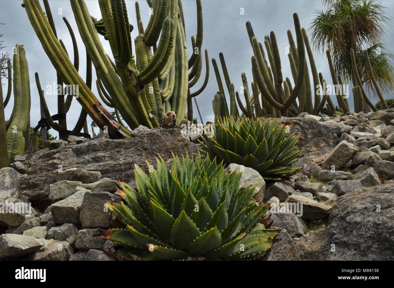 cactuses grow between stones Stock Photo