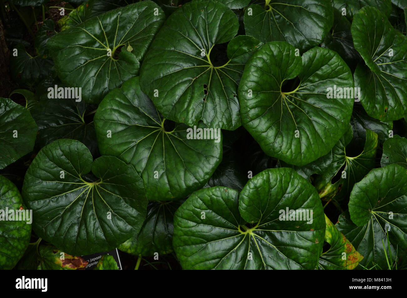 Tropical green leaves background Stock Photo Alamy