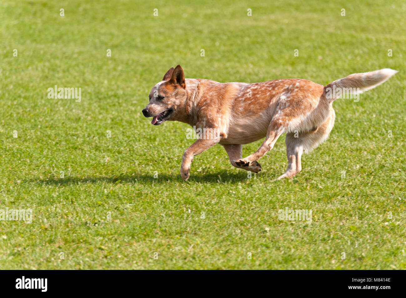 Dog on a Dog Race Stock Photo - Alamy