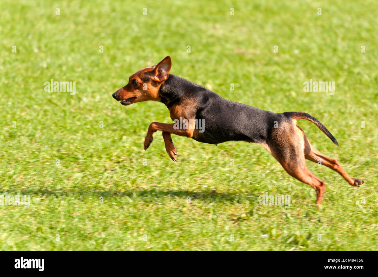Dog on a Dog Race Stock Photo - Alamy