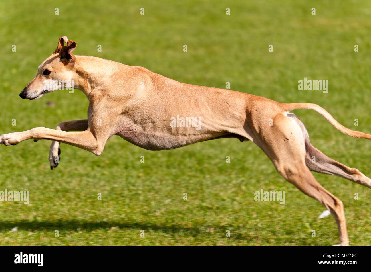 Dog on a Dog Race Stock Photo Alamy