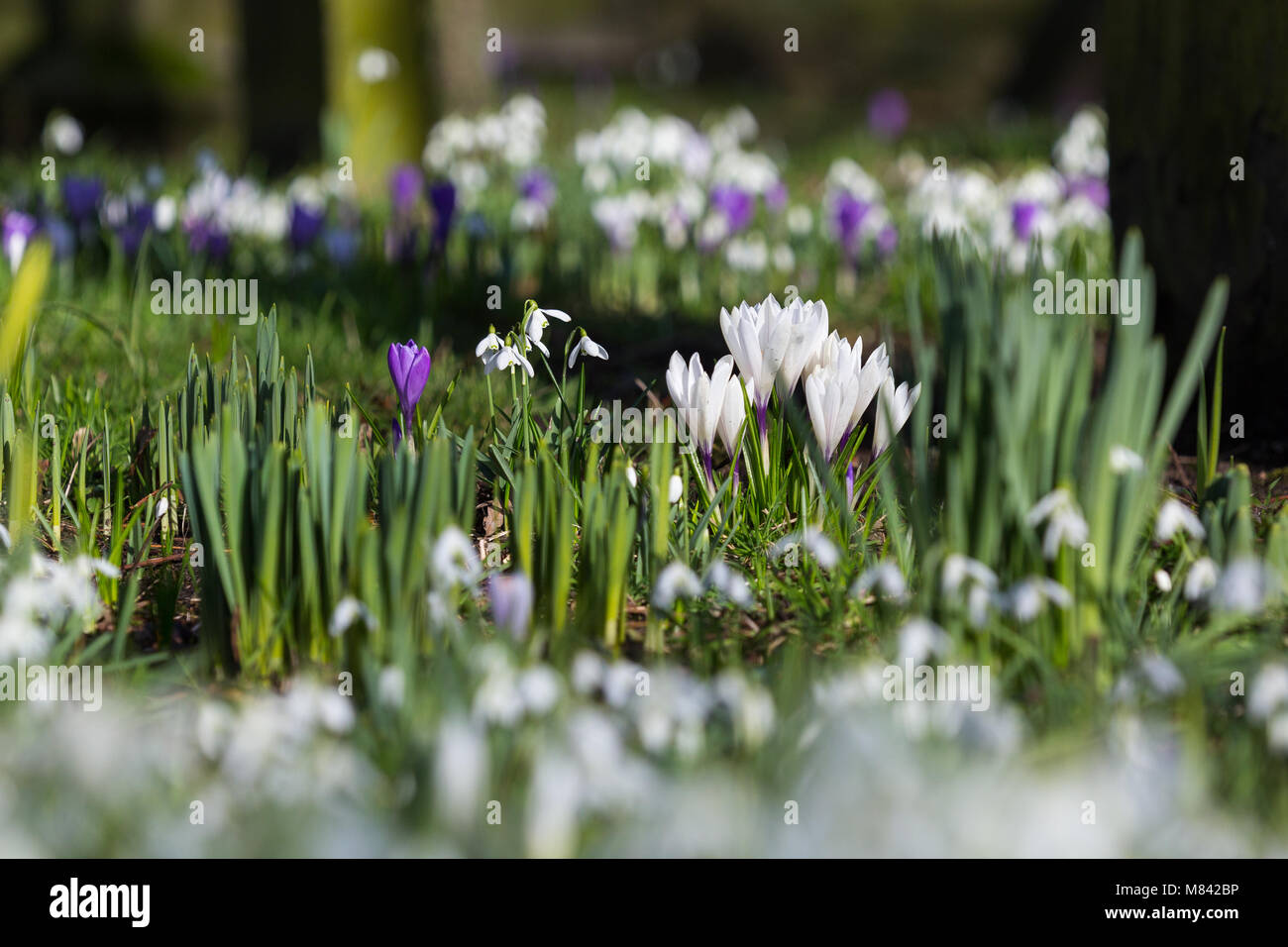 Spring flowers britain hi-res stock photography and images - Alamy