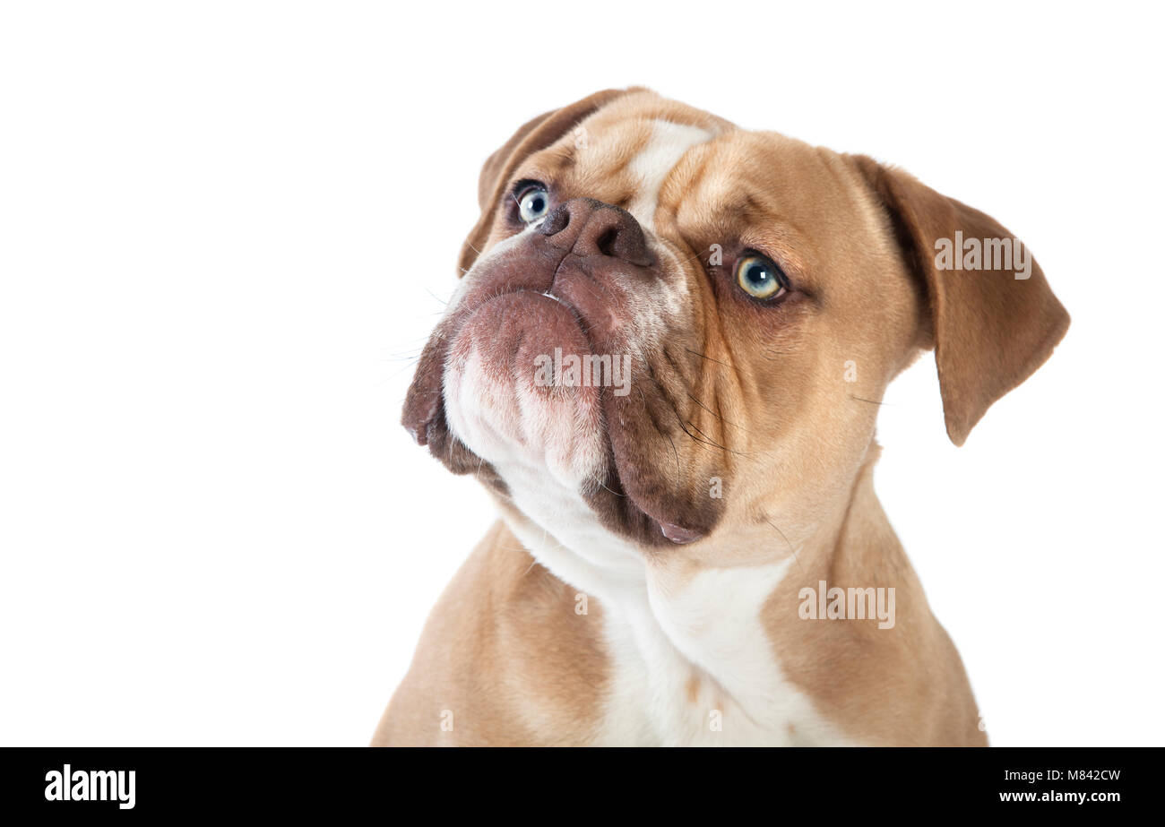 a young english bulldog from the front, white background Stock Photo