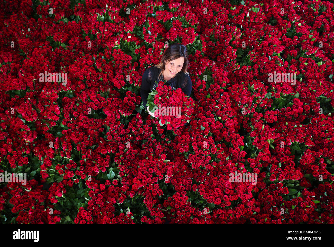 This Valentine’s Day, Asda has picked more roses than ever, with 8.1