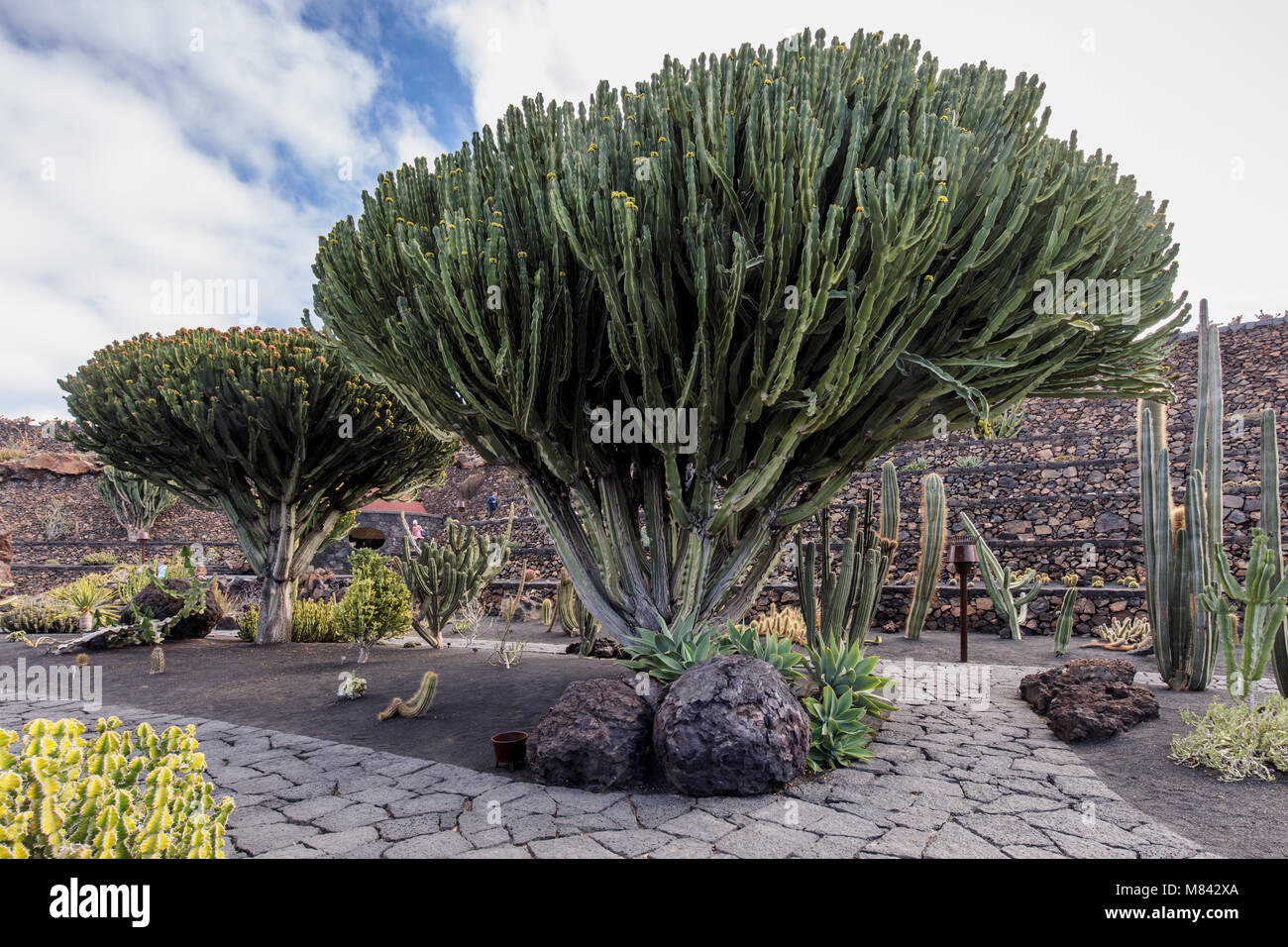 Jardin de Cactus, Lanzarote. Developed by Csar Manrique, cactus plants  from all over the world Stock Photo - Alamy