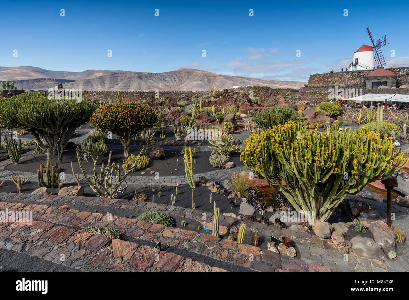 Jardin de Cactus, Lanzarote. Developed by César Manrique, cactus plants from all over the world. Stock Photo