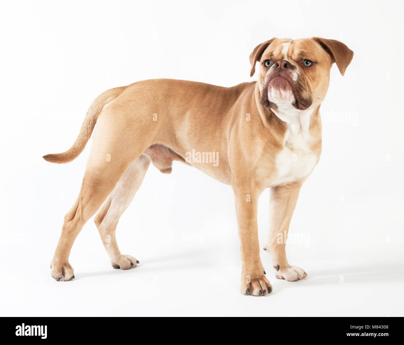 a young english bulldog from the front, white background Stock Photo